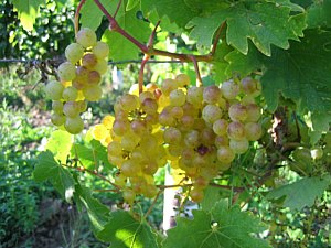 Trauben sowie Blätter der Rebsorte Chardonnay